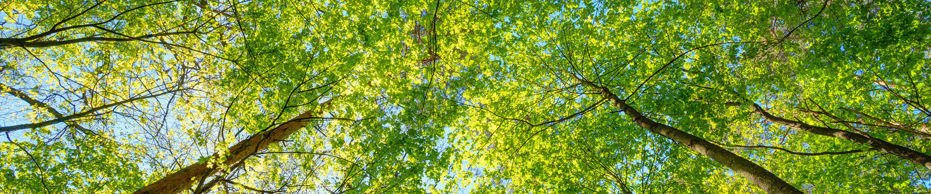 画像：青空に樹木